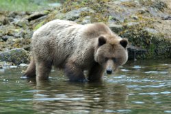 khutzeymateen-david-lovitt-bear-in-water