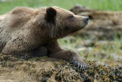 khutzeymateen-david-lovitt-bear-with-claws