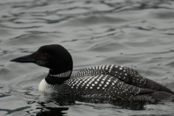 khutzeymateen-david-lovitt-loon