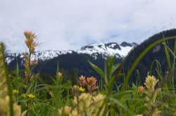 khutzeymateen-david-lovitt-lupine