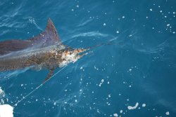 02-guatemala-sport-fishing-olander