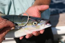 03-a-guatemala-sport-fishing-olander