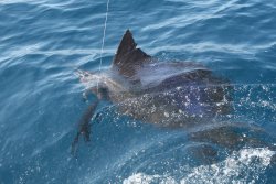 07-guatemala-sport-fishing-olander