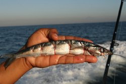 08-guatemala-sport-fishing-olander-ballyhoo