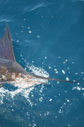 09-guatemala-sport-fishing-olander
