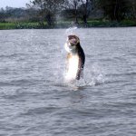 TARPON JUMPING