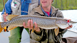 DAVID AND KEN WITH NORTHERN PIKE