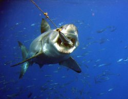 GREAT WHITE TAKING SKIPJACK CHUM BAIT in Guadalupe Mexico