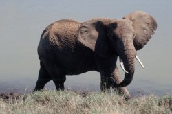 Elephant with bullet hole in ear Kenya Lewa Downs 