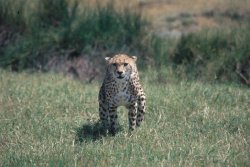 Cheetah in Serengeti