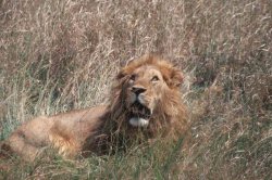Roaring lion in Serengeti Tanzania