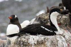 BLUE EYED SHAG WITH ADELIE PENGUIN in Antarctica Peninsula