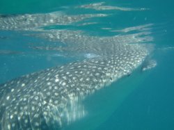 Holbox whale shark