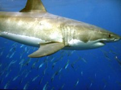 Great White at Guadalupe Mexico