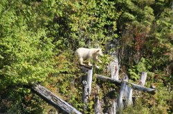 KERMODE ON BRANCH EATING CRAB APPLES Great Bear Rainforest