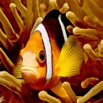 PA clown fish2