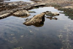 sooke botanical bay loop tide pools, <b>Cheapest viagra online</b>, mussels and seagrass