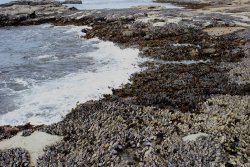 sooke botanical bay loop tide pools mussels and sea grass