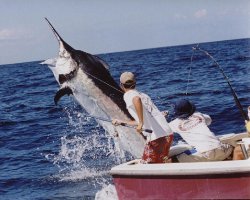 Black MARLIN JUMPING