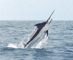 SAIL JUMPING