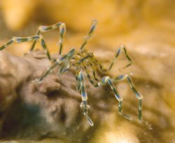Green Sea Spider