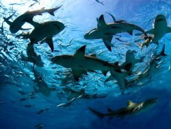 Gray & Lemon Sharks