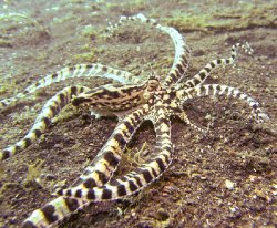 Mimic Octopus