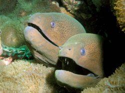 Giant Moray