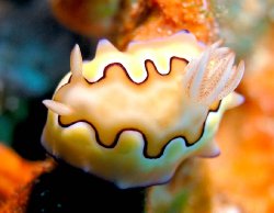 Nudibranch