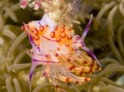 Nudibranch