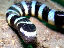 Banded Sea Krait 