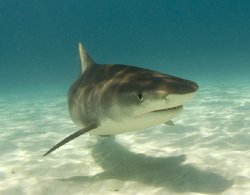 Tiger Shark