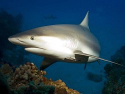 Gray Reef Shark