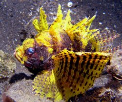 Shortfin Lionfish
