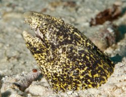 Spotted  Eel