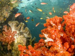 Soft Corals