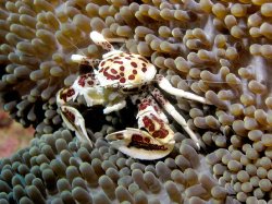 Porcelain Crab on Anemone