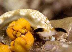 bill-kimball-spotted-nudibranch