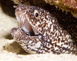 Bill Kimball spotted eel