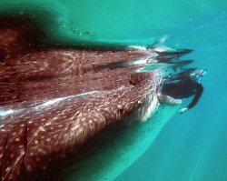 Whale Shark
