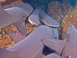 Resting White Tipped Sharks