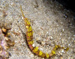 Winged Network Pipefish