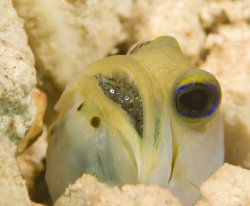 Yellowheaded Jawfish with eggs