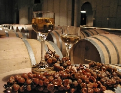 Newly harvested icewine grapes and glasses of icewine. Photo by Niagara Grape &amp; Wine Festival.