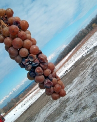 Frozen grapes will become icewine. Photo by Niagara Grape & Wine Festival. 