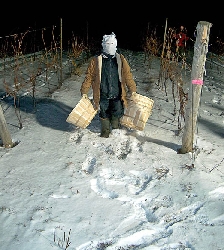 Harvesting frozen grapes. Harvester wears hood to protect his face from cold. Photo by Niagara Grape & Wine Festival. 