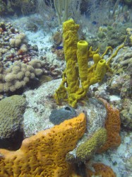Sponges