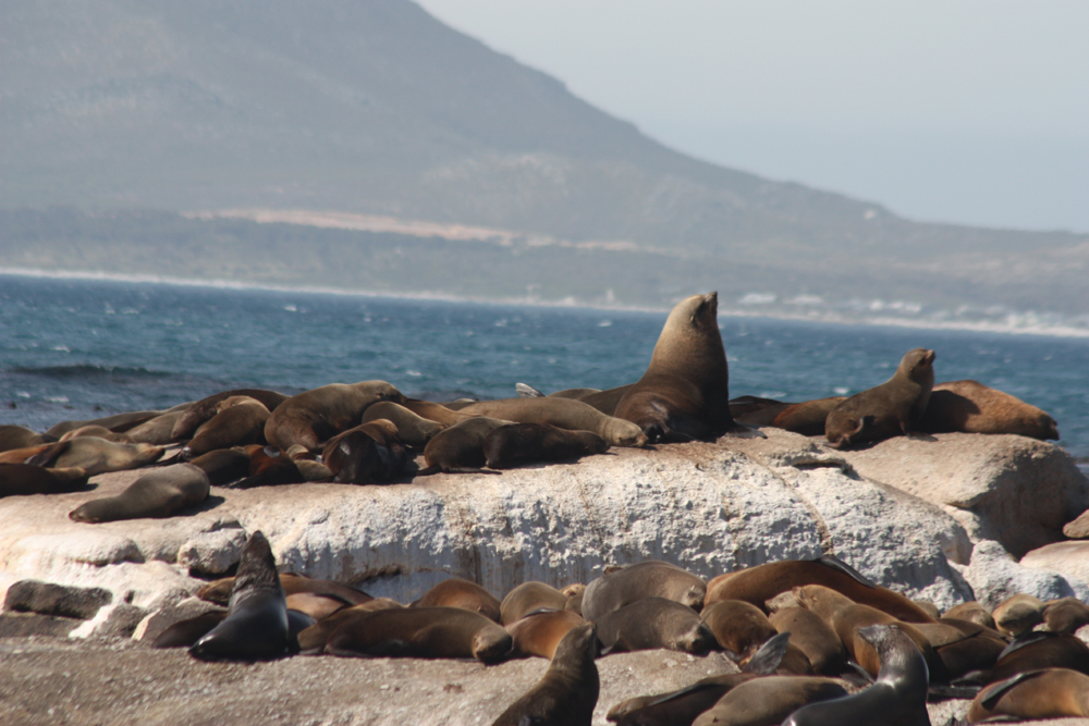 Image result for Duiker island: Cape fur seals